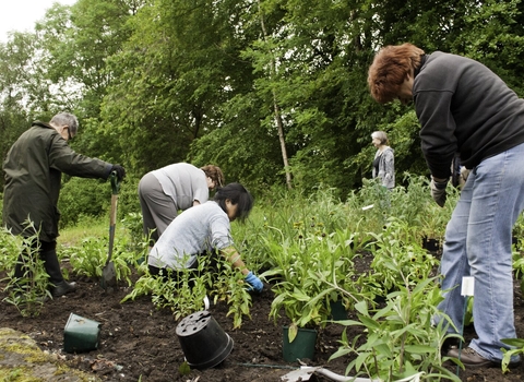 planting