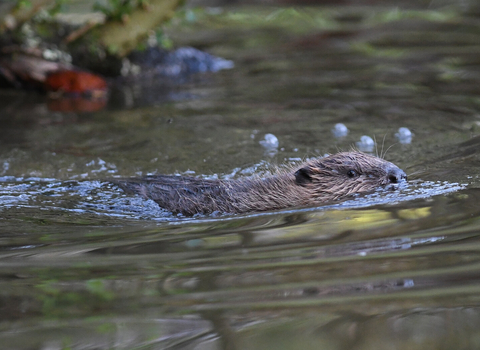 Beaver swimming