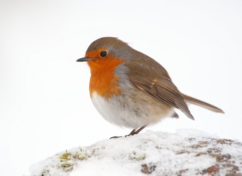 Robin in the snow