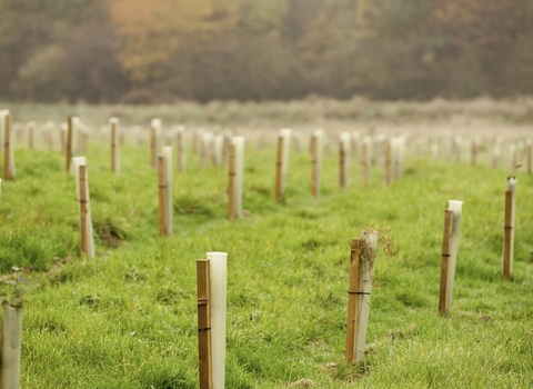 plastic tree guards 