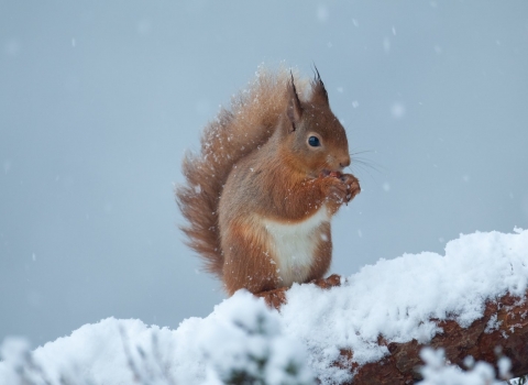 Red squirrel in the snow