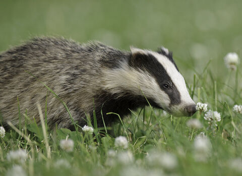 badger
