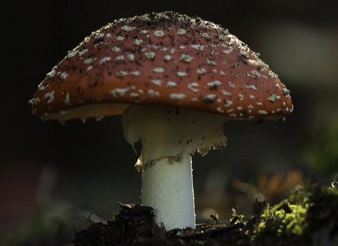 Fly agaric - Fungi