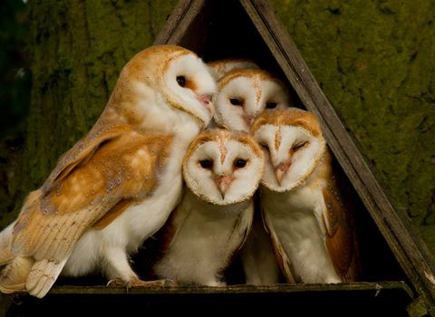 barn owl babies